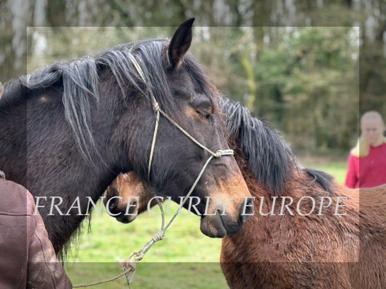 Curly Horse Stute 5 Jahre 146 cm Dunkelbrauner in france