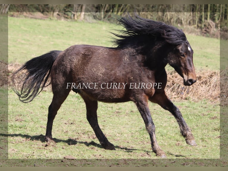 Curly Horse Stute 5 Jahre 146 cm Dunkelbrauner in france