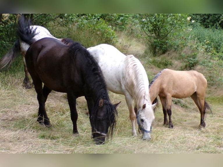Curly Horse Stute 6 Jahre 136 cm Rappe in Arnbruck