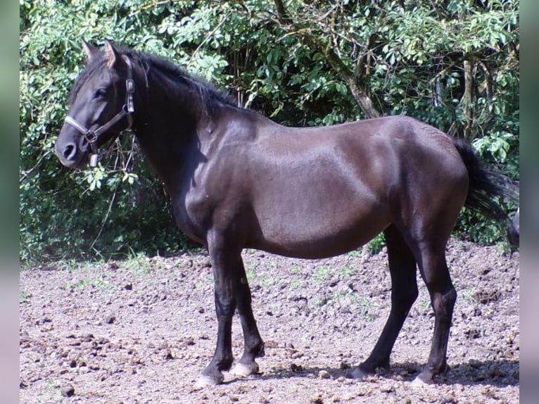 Curly Horse Stute 6 Jahre 136 cm Rappe in Arnbruck