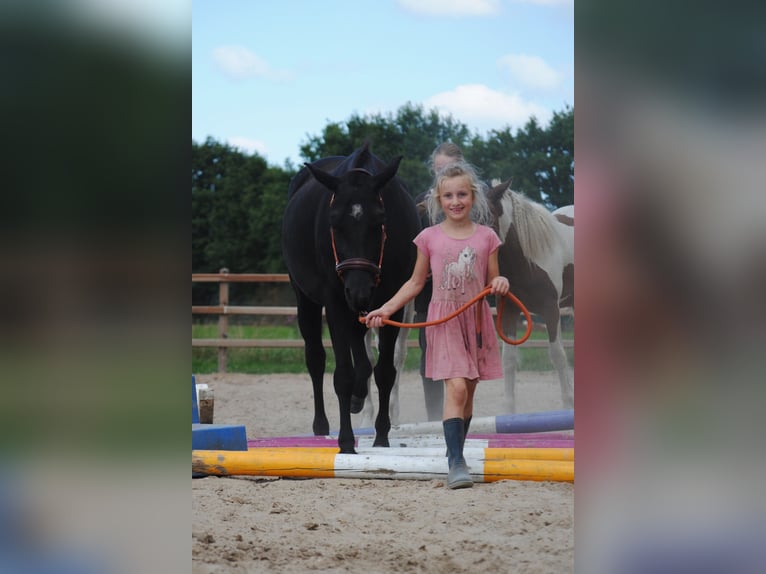 Curly Horse Stute 6 Jahre 147 cm Rappe in Ruinen