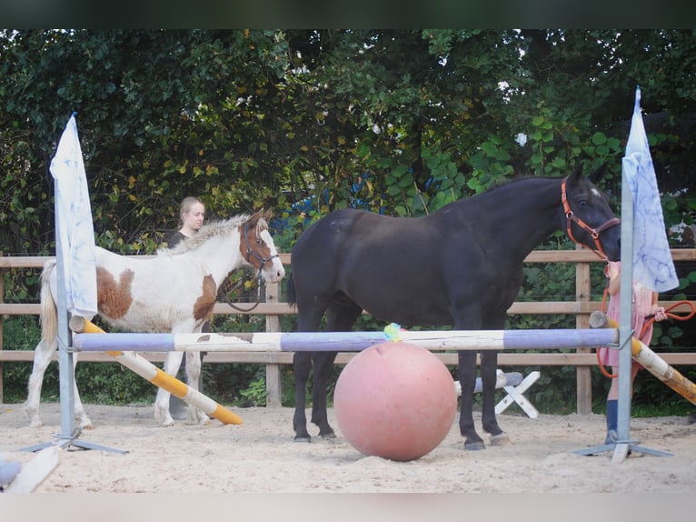 Curly Horse Stute 6 Jahre 147 cm Rappe in Ruinen