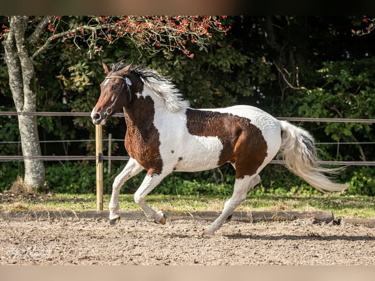 Curly Horse Stute 7 Jahre 146 cm Tobiano-alle-Farben in Stenløse