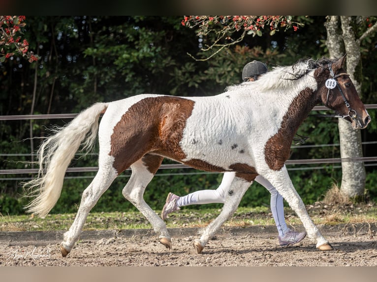 Curly Horse Stute 7 Jahre 146 cm Tobiano-alle-Farben in Stenløse