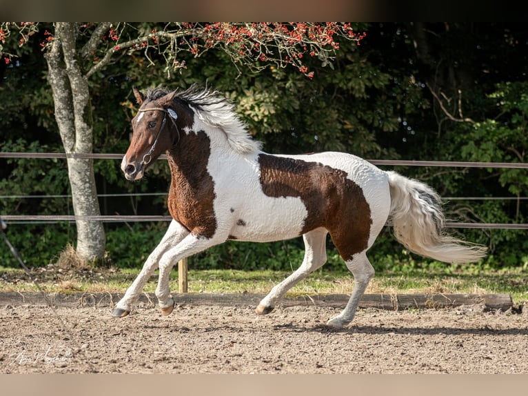 Curly Horse Stute 7 Jahre 146 cm Tobiano-alle-Farben in Stenløse