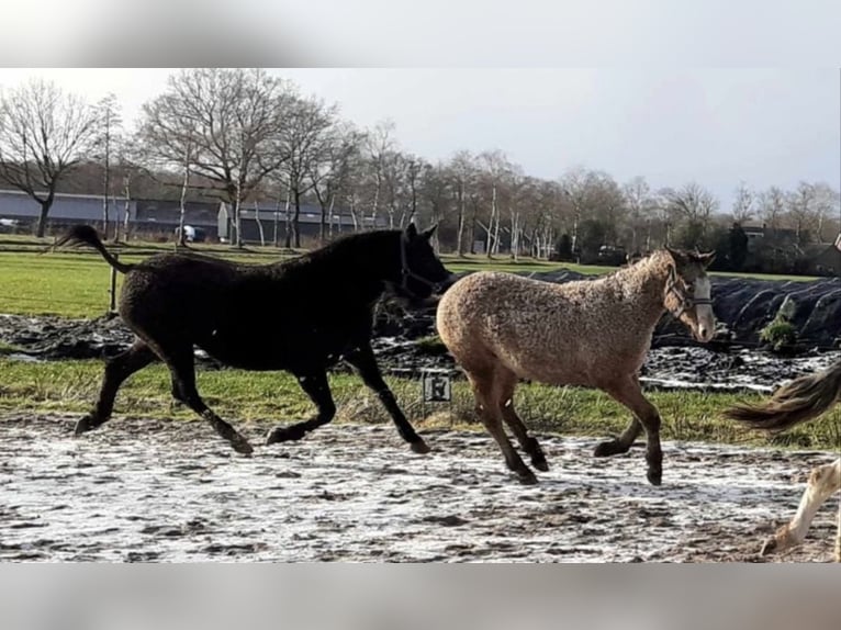 Curly Horse Stute 7 Jahre 147 cm Rappe in Ruinen