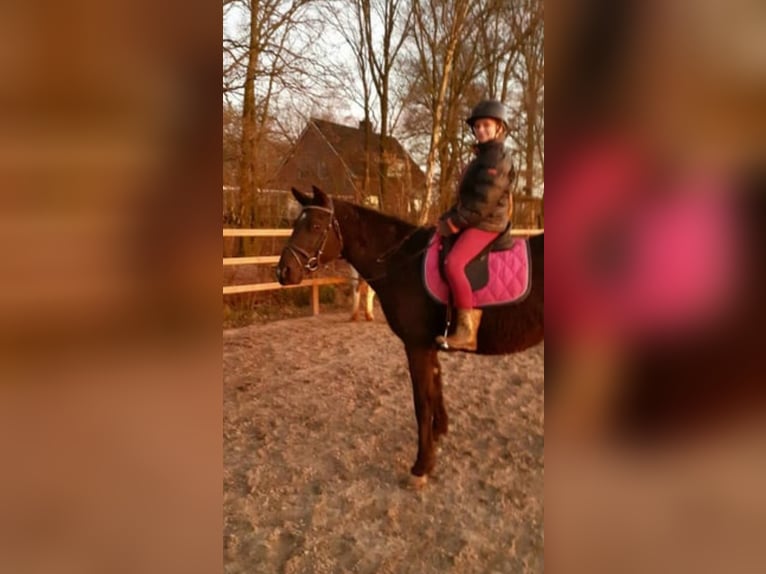 Curly Horse Stute 7 Jahre 147 cm Rappe in Ruinen