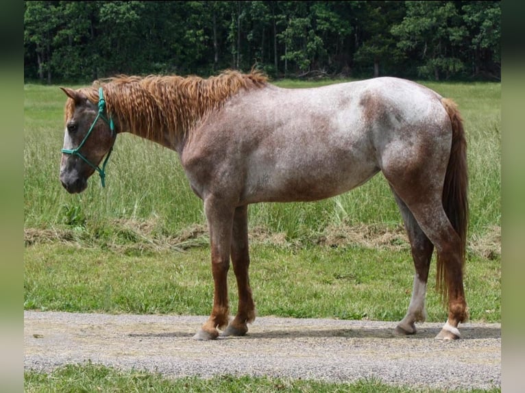Curly Horse Stute 7 Jahre 152 cm Fuchs in Owensville