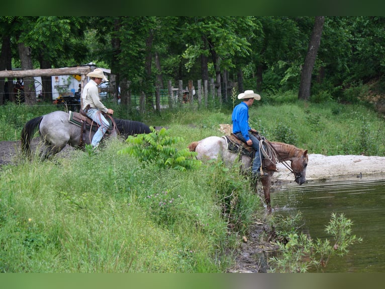Curly Horse Stute 7 Jahre 152 cm Fuchs in Owensville
