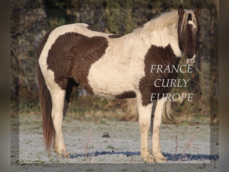 Curly Horse Stute 7 Jahre 155 cm Dunkelbrauner in france