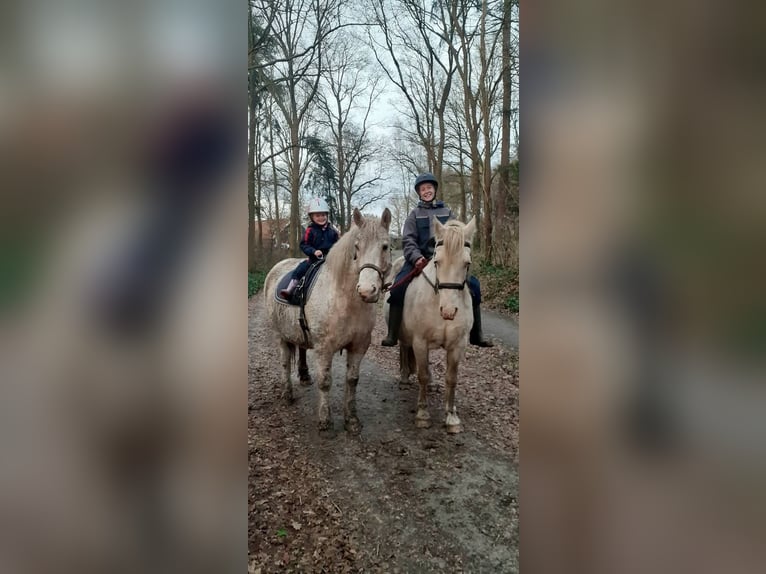 Curly Horse Stute 8 Jahre 148 cm Palomino in Ruinen