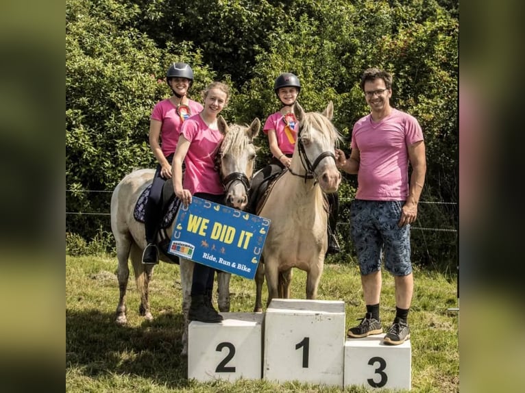 Curly Horse Stute 8 Jahre 148 cm Palomino in Ruinen