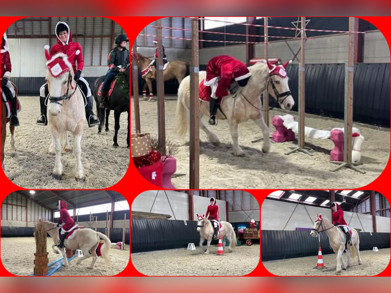 Curly Horse Stute 8 Jahre 148 cm Palomino in Ruinen
