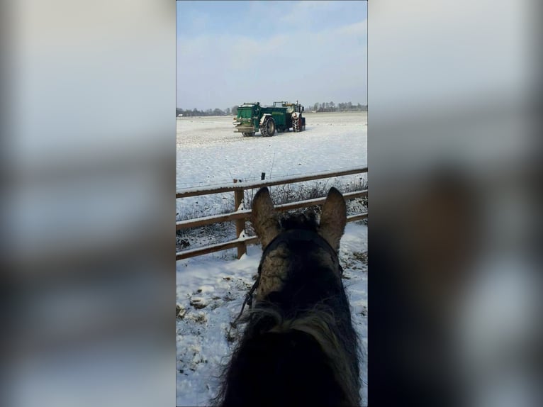 Curly Horse Stute 8 Jahre 158 cm Falbe in Ruinenruinen