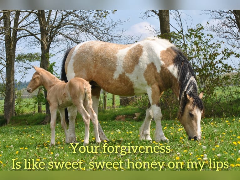 Curly Horse Stute 8 Jahre 158 cm Falbe in Ruinenruinen