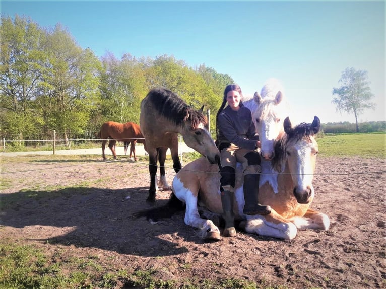 Curly Horse Stute 8 Jahre 158 cm Falbe in Ruinenruinen