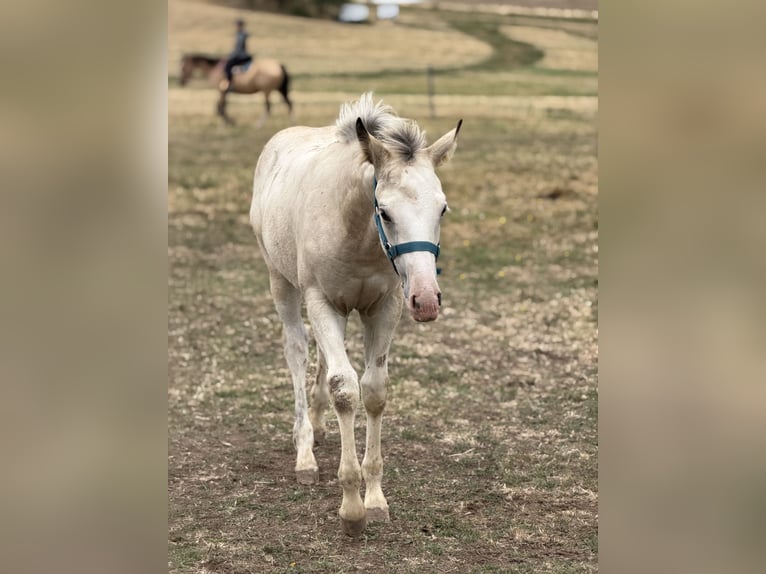 Curly Horse Mix Stute Fohlen (04/2026) 160 cm Buckskin in Prague