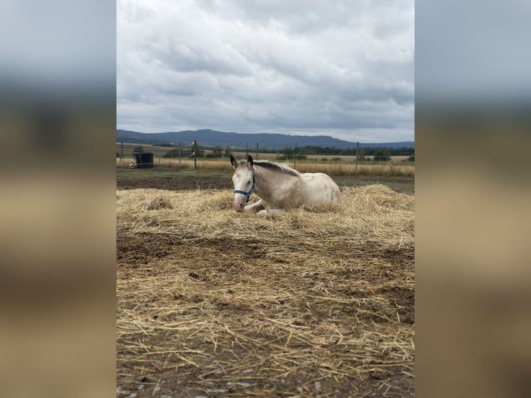 Curly Horse Mix Stute Fohlen (04/2026) 160 cm Buckskin in Prague