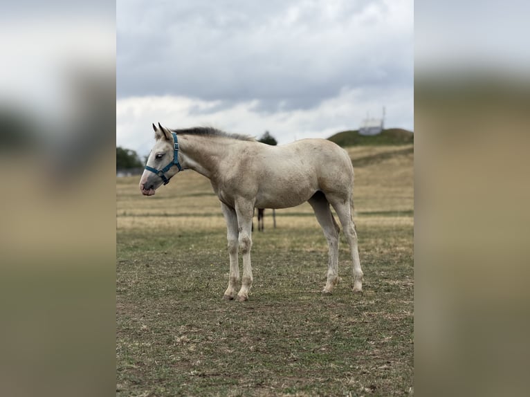 Curly Horse Mix Stute Fohlen (04/2026) 160 cm Buckskin in Prague