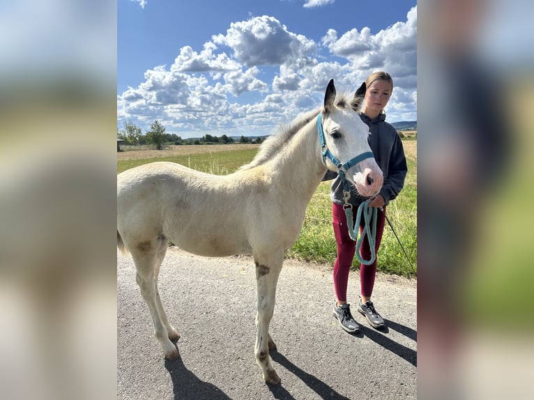 Curly Horse Mix Stute Fohlen (04/2026) 160 cm Buckskin in Prague