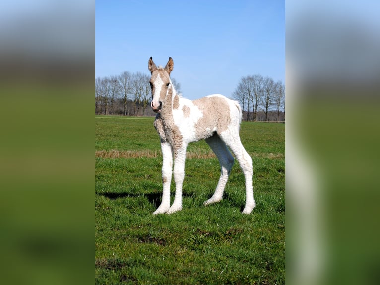 Curly Horse Stute Fohlen (03/2026) 160 cm Falbe in Ruinen