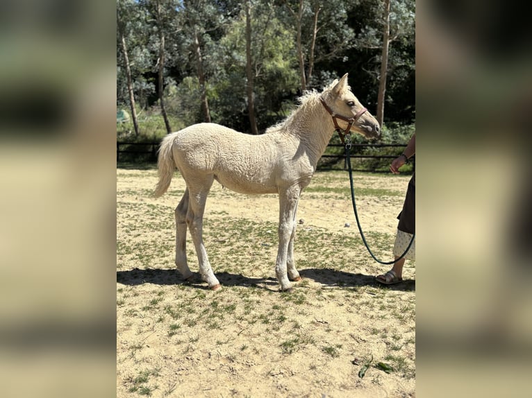 Curly Horse Mix Stute Fohlen (05/2026) Palomino in Auvillars