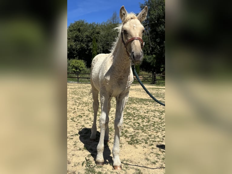 Curly Horse Mix Stute Fohlen (05/2026) Palomino in Auvillars