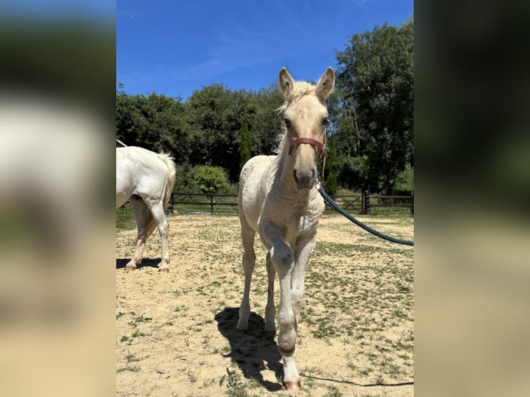 Curly Horse Mix Stute Fohlen (05/2026) Palomino in Auvillars