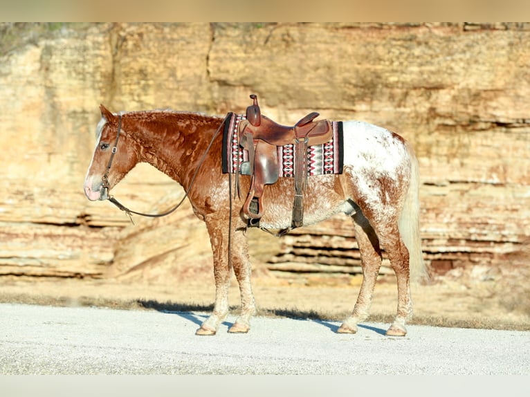 Curly horse Mix Wałach 10 lat 163 cm Cisawa in Mount Vernon