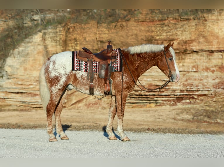 Curly horse Mix Wałach 11 lat 163 cm Cisawa in Mount Vernon