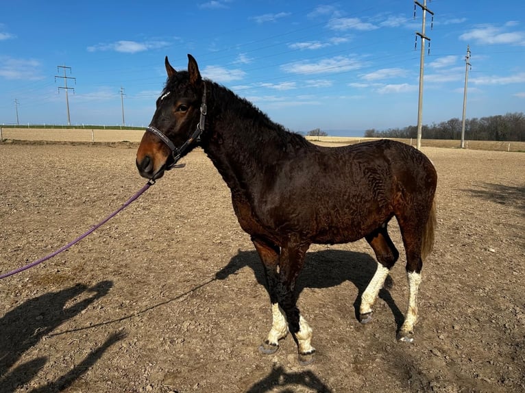Curly horse Wałach 2 lat 163 cm Gniada in Düdingen