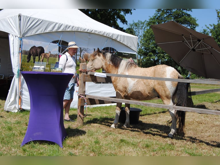 Curly horse Wałach 3 lat 142 cm Bułana in Ruinen