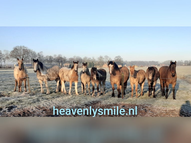 Curly horse Wałach 3 lat 142 cm Bułana in Ruinen
