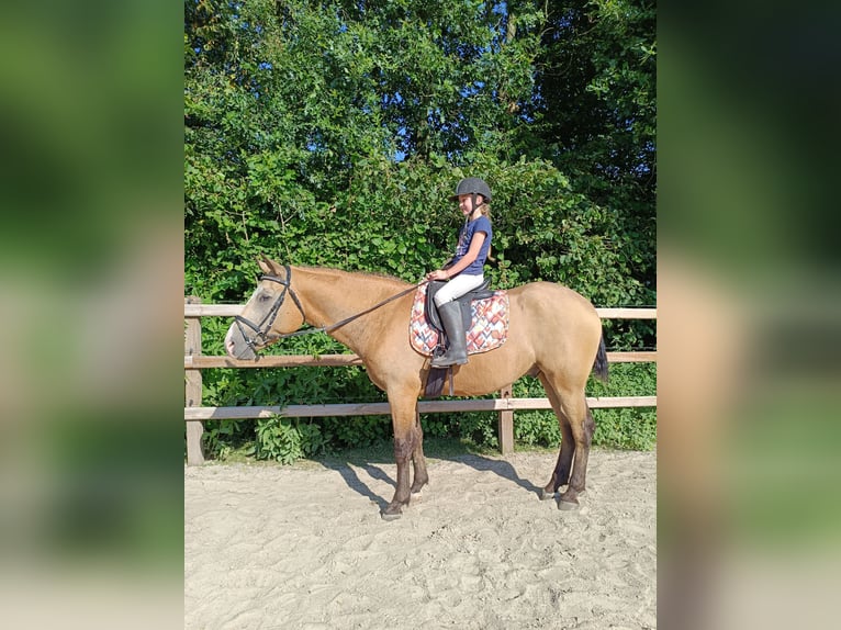 Curly horse Wałach 3 lat 152 cm Bułana in Ruinen