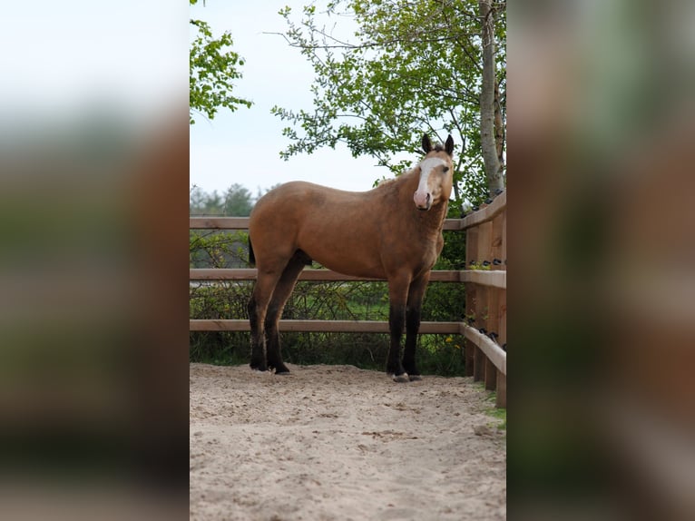 Curly horse Wałach 3 lat 152 cm Jelenia in Ruinen