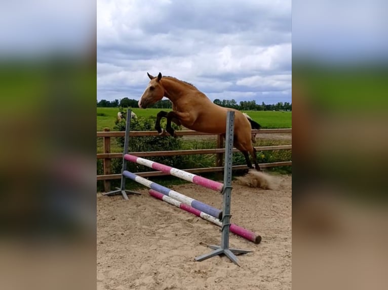 Curly horse Wałach 3 lat 152 cm Jelenia in Ruinen