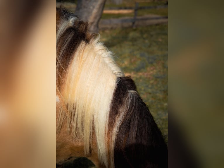 Curly horse Wałach 4 lat 140 cm Srokata in Plaffeien