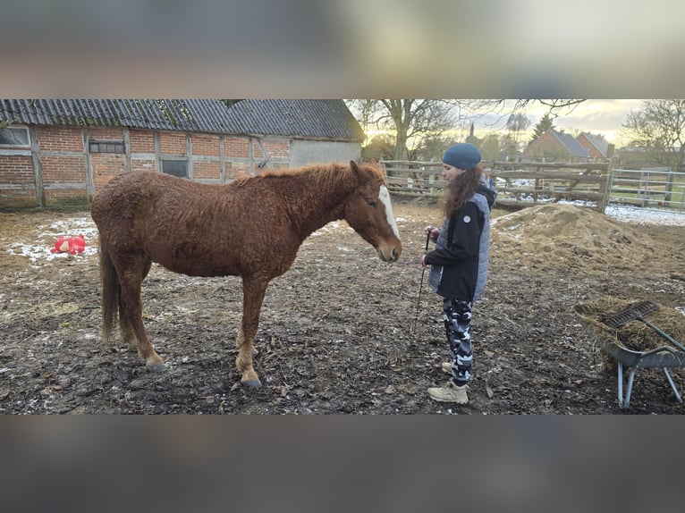 Curly horse Wałach 4 lat 154 cm Kasztanowata in Werder