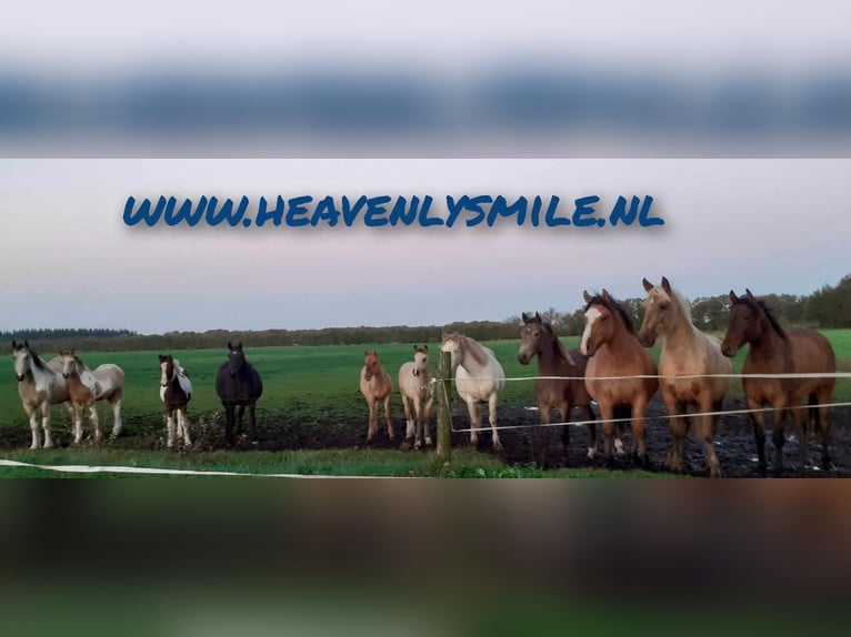 Curly horse Mix Wałach 5 lat 138 cm Gniada in ruinen