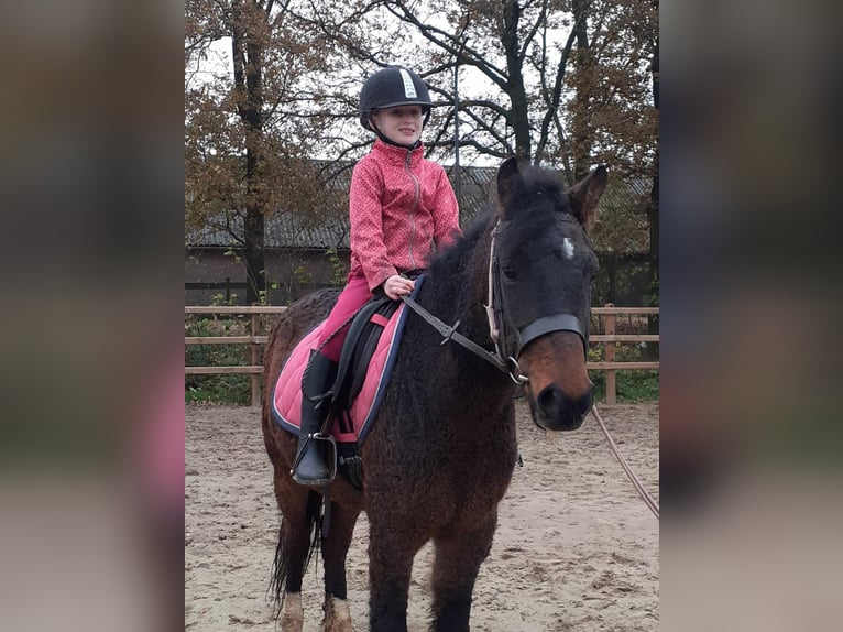 Curly horse Mix Wałach 5 lat 138 cm Gniada in ruinen