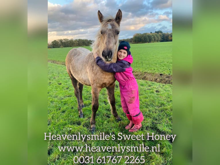 Curly horse Mix Wałach 5 lat 138 cm Gniada in ruinen