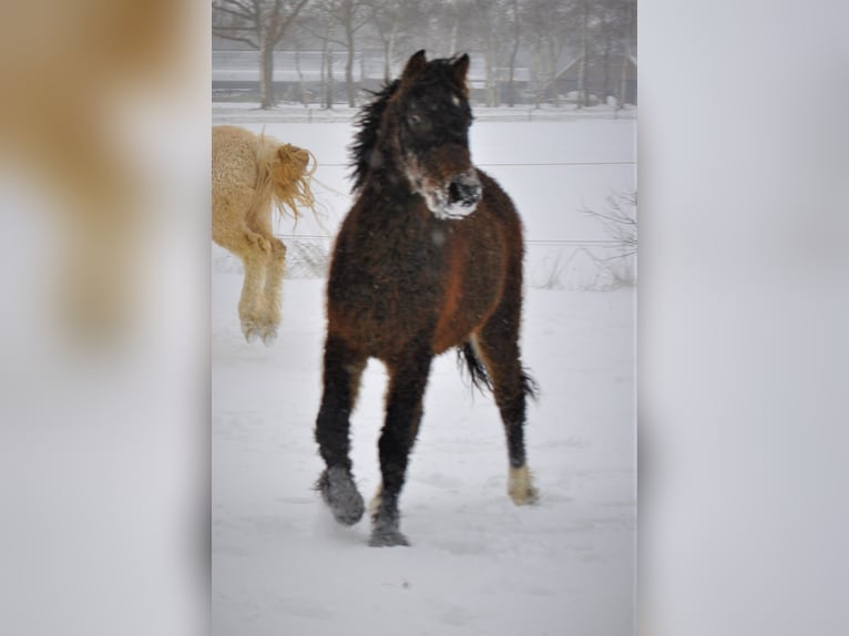 Curly horse Mix Wałach 5 lat 138 cm Gniada in ruinen