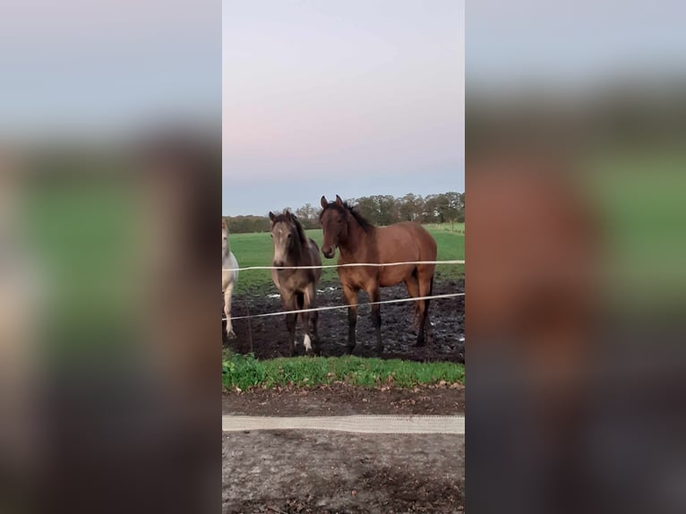 Curly horse Mix Wałach 5 lat 138 cm Gniada in ruinen