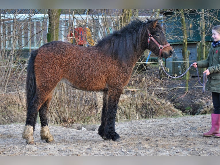 Curly horse Mix Wałach 5 lat 138 cm Gniada in ruinen