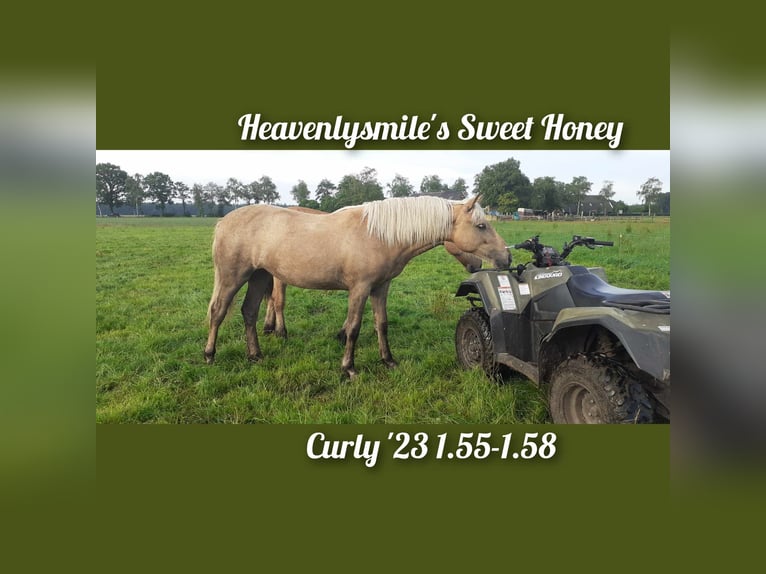Curly horse Mix Wałach 5 lat 138 cm Gniada in ruinen
