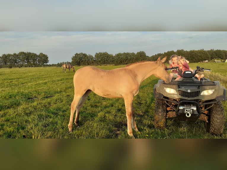 Curly horse Mix Wałach 5 lat 138 cm Gniada in ruinen