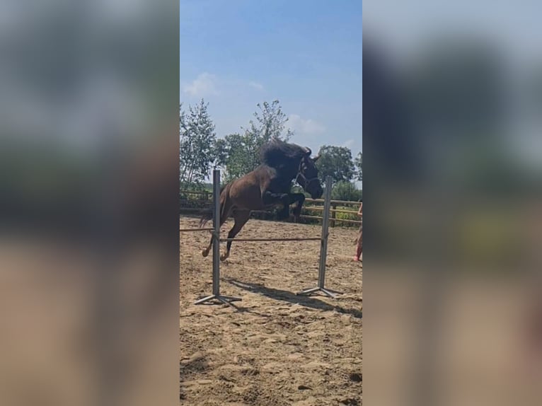 Curly horse Mix Wałach 5 lat 138 cm Gniada in ruinen
