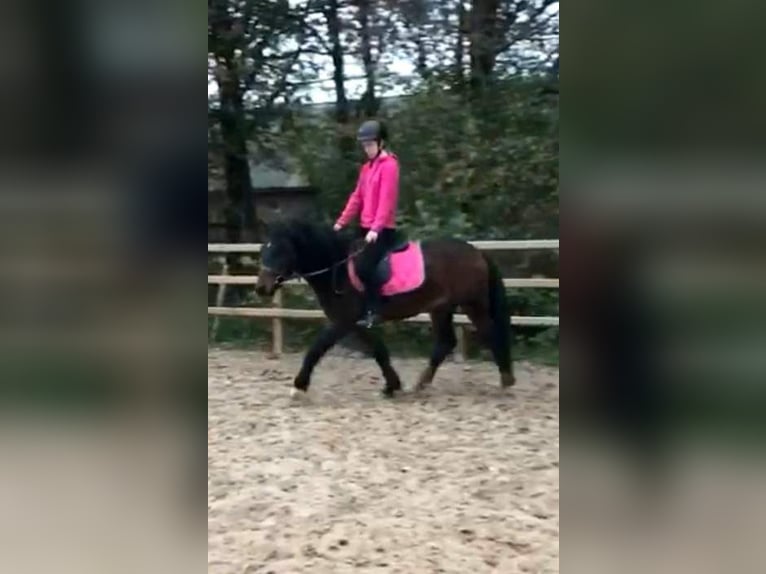 Curly horse Mix Wałach 5 lat 138 cm Gniada in ruinen