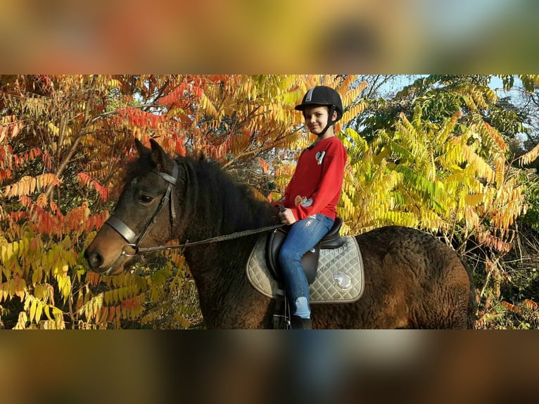 Curly horse Mix Wałach 5 lat 138 cm Gniada in ruinen