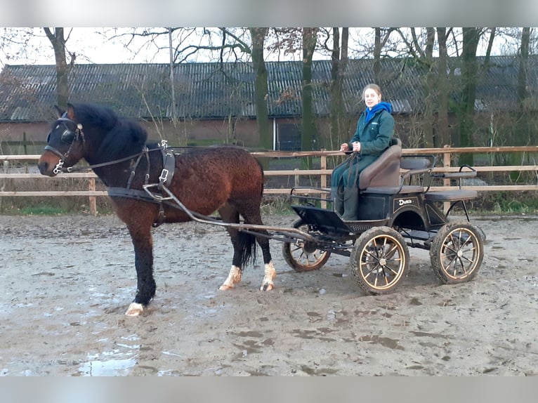 Curly horse Mix Wałach 5 lat 138 cm Gniada in ruinen